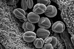 Cuscuta africana; S. Africa/Oliver 11852/NBG