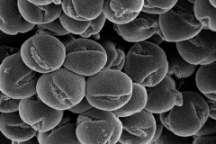 Cuscuta appendiculata; Brakniviet/Hofmeyr/s.n./GAA