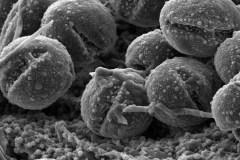 Cuscuta attenuata; Mexico/Palmer/333/F