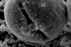 Cuscuta attenuata; Mexico/Palmer/333/F