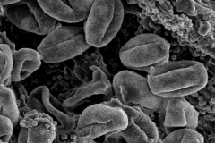 Cuscuta australis; New Caledonia/Bonati/737/S