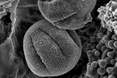 Cuscuta boliviana; Argentina/Hunzinker/2676/S