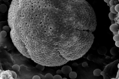 Cuscuta boliviana; Argentina/Hunzinker/2676/S