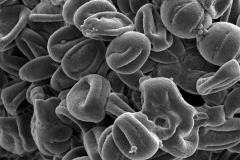 Cuscuta boliviana; Argentina/Ruiz/14816/MERL