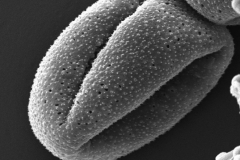 Cuscuta campestris; OK, U.S.A./Lipscomb/1894/SMU