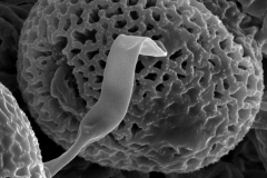 Cuscuta cassytoides; S. Africa/Balkwill/6968/2/NU