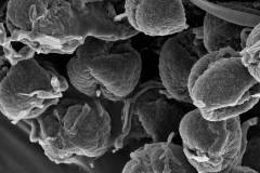 Cuscuta chinensis; Australia/Carter/628/CAN