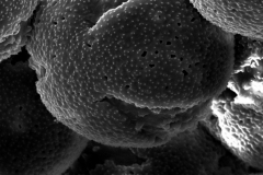 Cuscuta corymbosa var. grandiflora; Mexico/Iltis & Guzman/29077/MEXU