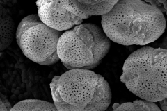 Cuscuta cozumeliensis; Mexico/Calzade & Nievea/9427/XAL