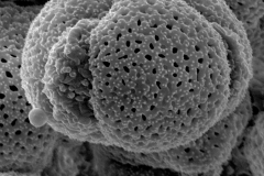 Cuscuta cozumeliensis; Mexico/Calzade & Nievea/9427/XAL