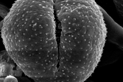 Cuscuta deltoidea; Mexico/Pringle/5350/NMS