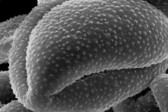 Cuscuta epilinum; Sweden/Samuelson/1317/RSA