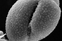 Cuscuta epilinum; Sweden/Samuelson/1317/RSA