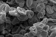 Cuscuta epithymum; NY, U.S.A./Ahles/67695/SMU