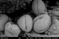 Cuscuta exaltata; TX, U.S.A./Snyder/472/SMU