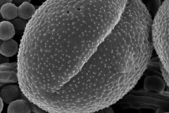 Cuscuta exaltata; TX, U.S.A./Snyder/472/SMU