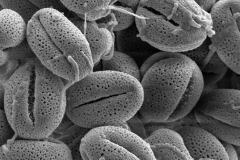 Cuscuta floribunda; Mexico/Fisher/37022/S