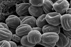 Cuscuta globiflora; Catauaeca/Jorgusen/1613/SMU