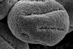 Cuscuta globiflora; Catauaeca/Jorgusen/1613/SMU