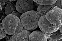 Cuscuta globiflora; Argentina/Mulgura et. al./1199/MO