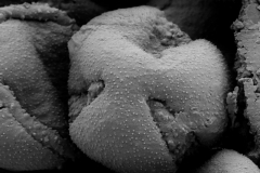 Cuscuta gracillima; Mexico/Pringle/6716/NML