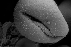 Cuscuta gracillima; Mexico/Pringle/6716/NML