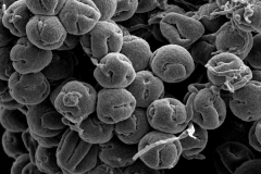 Cuscuta grandiflora; Ecuador/Lojtnant et. al./11829/AAU