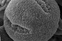 Cuscuta grandiflora; Lojtnant et. al./11829/AAU