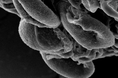 Cuscuta gymnocarpa; Galapagos Iss./Fagerling & Wibom/3658/S