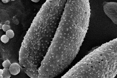 Cuscuta harperi; ?/Demaree/46295/NY