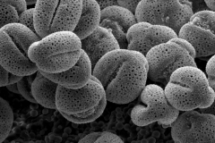 Cuscuta haughtii; Ecuador/Asplund/15974/S