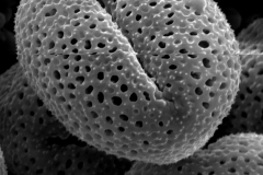 Cuscuta haughtii; Ecuador/Asplund/15974/S