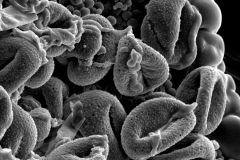 Cuscuta incurvata; Paraguay/Lopez Vanni et. al./243/CTES