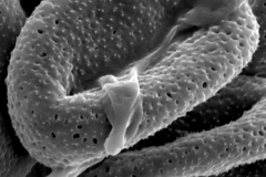 Cuscuta incurvata; Paraguay/Lopez Vanni et. al./243/CTES