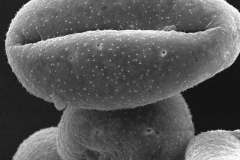 Cuscuta indecora; LA, U.S.A./Allen/19239/BRIT