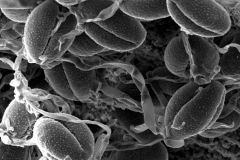 Cuscuta indecora var. attenuata; OK, U.S.A./Waterfall/17496/GH