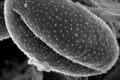 Cuscuta indecora var. attenuata; OK, U.S.A./Waterfall/17496/GH