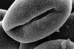 Cuscuta indecora; LA, U.S.A./Allen/19239/BRIT