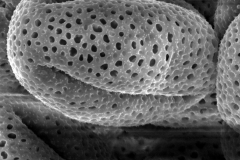 Cuscuta jalapensis; Mexico/Waterfall & Wallis/14213/SMU