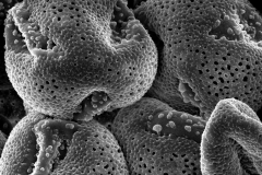 Cuscuta jalapensis; Mexico/Waterfall & Wallis/14213/SMU