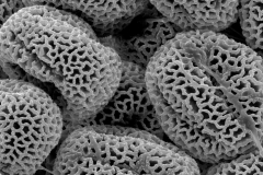 Cusuta japonica; China/Bartholomew et al./883/NY