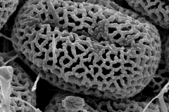 Cusuta japonica; China/Bartholomew et al./883/NY