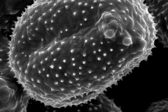 Cuscuta lehmanniana; ?/Vvedensky/s.n. Dec 1925/MEL