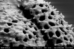 Cuscuta lehmanniana; ?/Vvedensky/s.n. Dec 1925/MEL