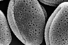 Cuscuta leptantha; Mexico/Lindsay/2928/SD