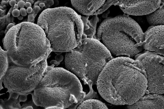 Cuscuta lindsayi; Mexico/Wiggins/13185/MO