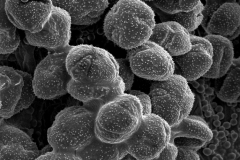 Cuscuta lupuliformis; Netherlands/Lennhouts/2514/CANB