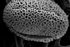 Cuscuta lupuliformis; Netherlands/Lennhouts/2514/CANB