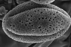 Cuscuta macrocephala; Mexico/Rebman/5743/SD