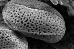 Cuscuta macrocephala; Mexico/Rebman/5743/SD